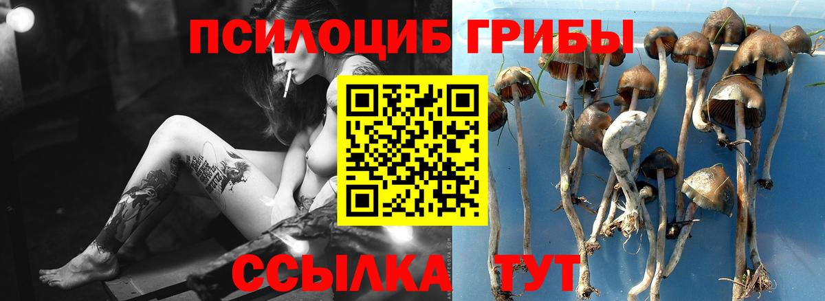 Кимры  Галлюциногенные грибы Cubensis  Вход с VPN  Галлюциногенные грибы мицелий 